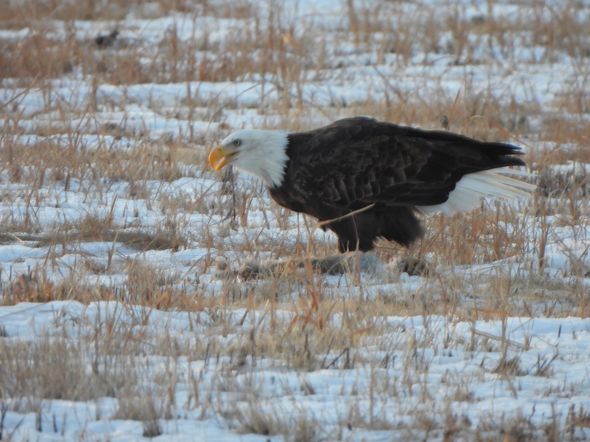 Bald Eagle - ML647335643
