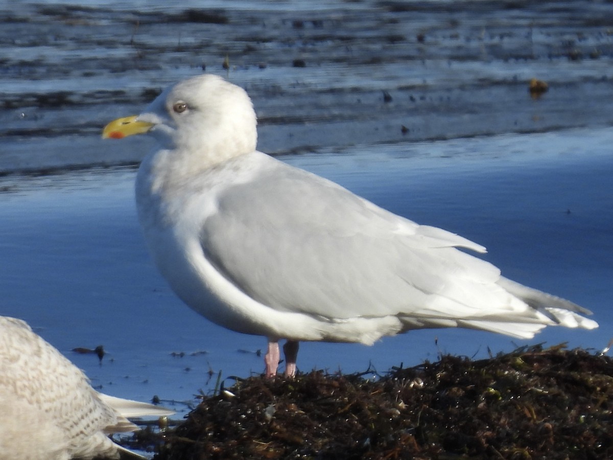 Glaucous Gull - ML647335644