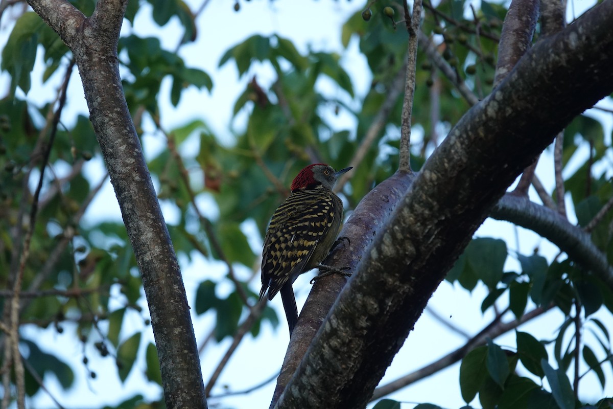 Hispaniolan Woodpecker - ML647335646