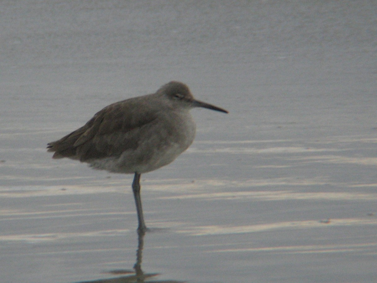 Willet - ML647335647