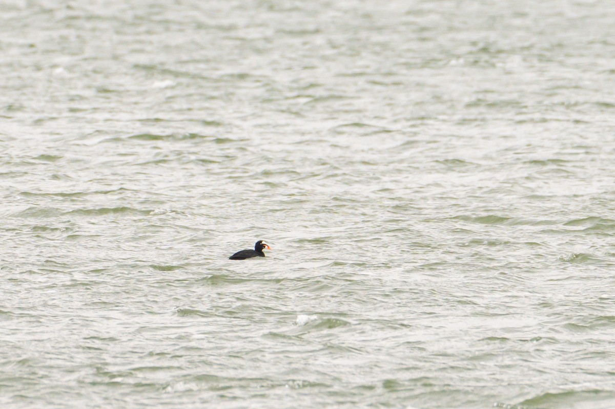 Surf Scoter - ML647335648