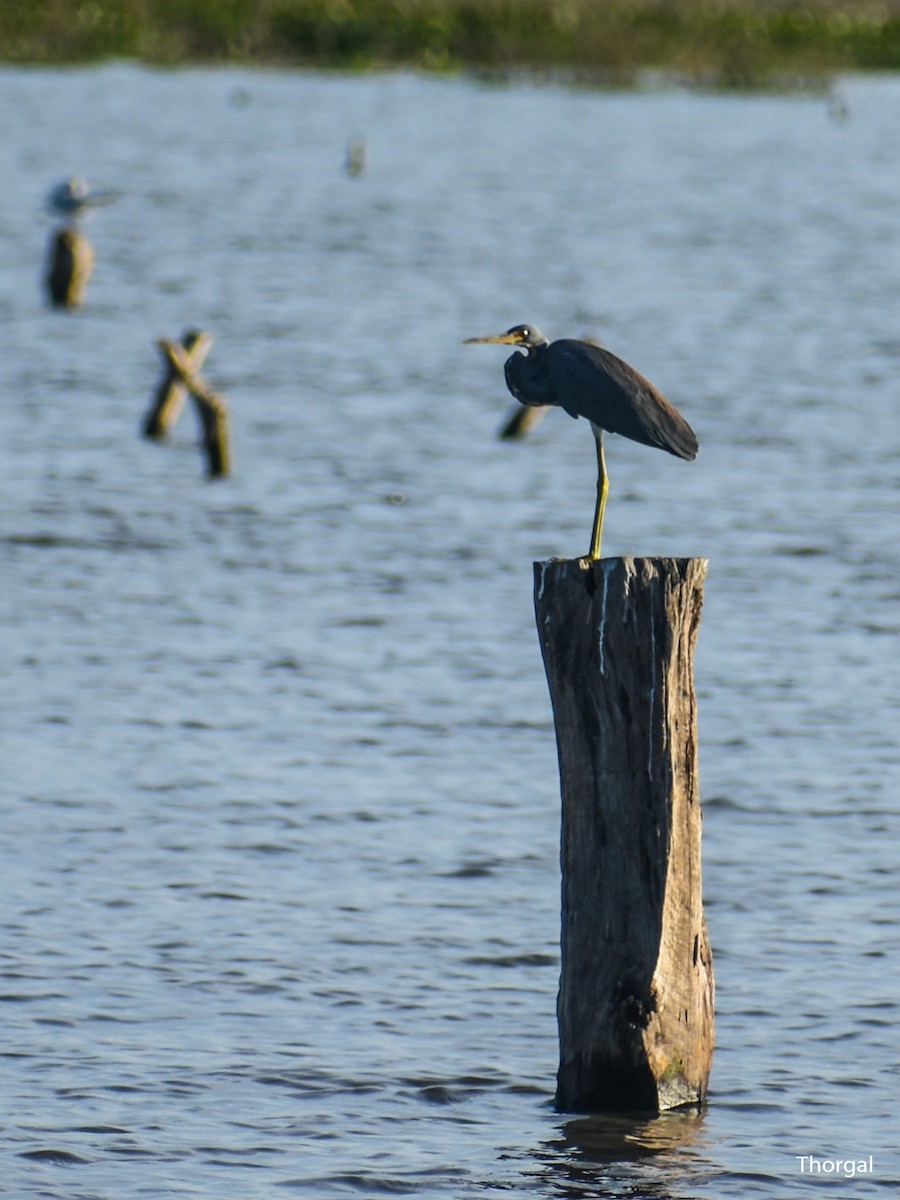 Tricolored Heron - ML647335649