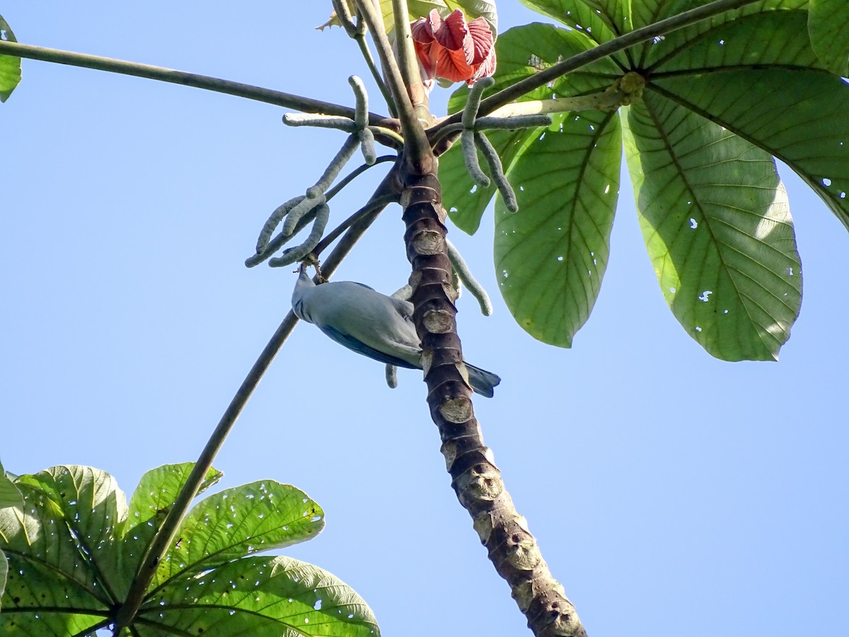 Blue-gray Tanager - ML647335653
