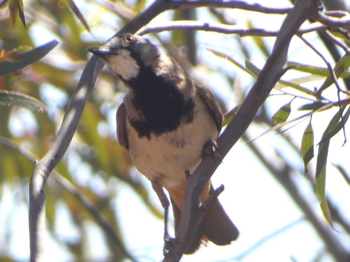 Crested Bellbird - ML647335655