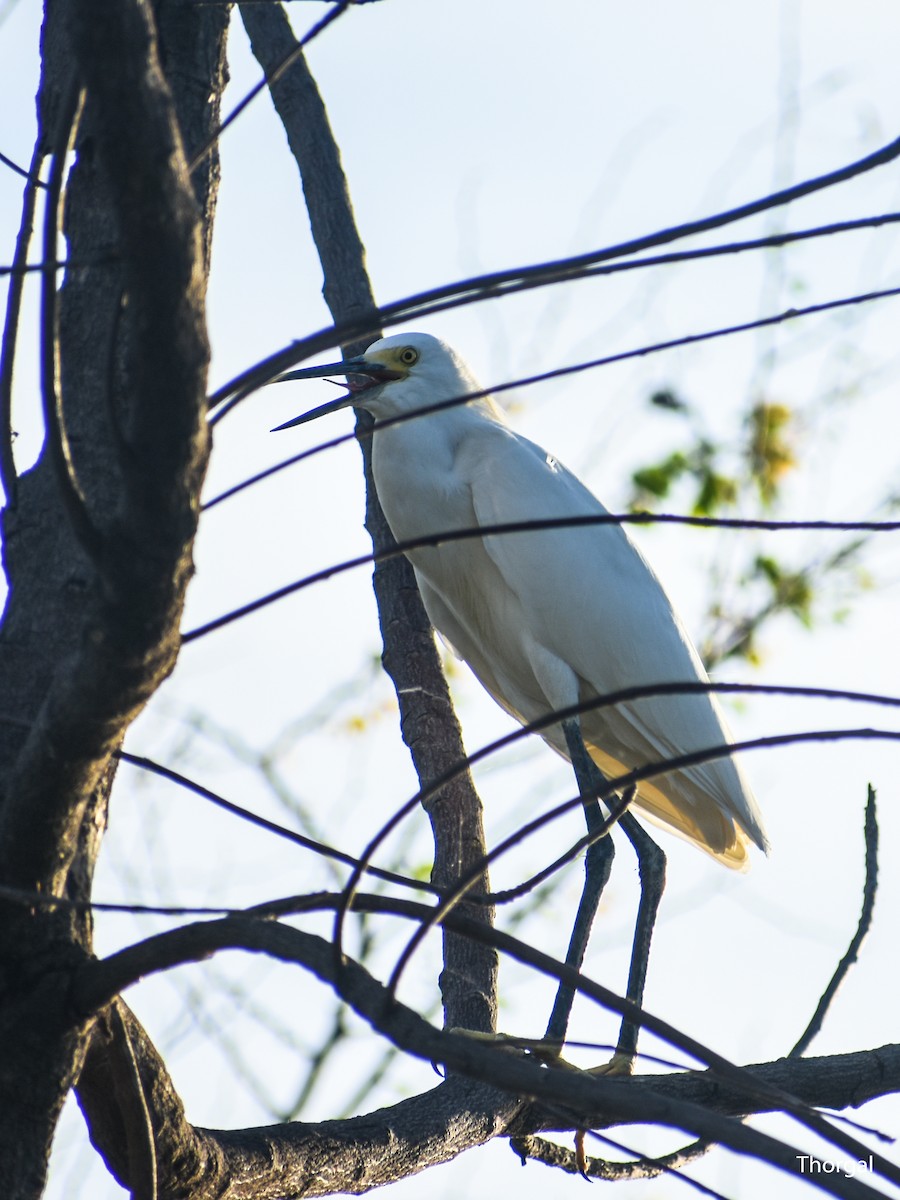 Snowy Egret - ML647335657