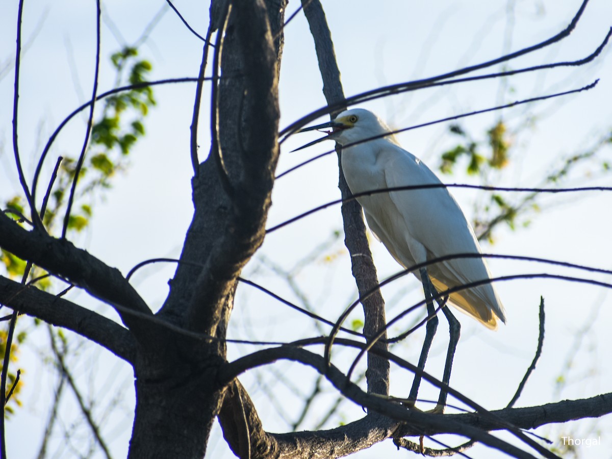 Snowy Egret - ML647335658