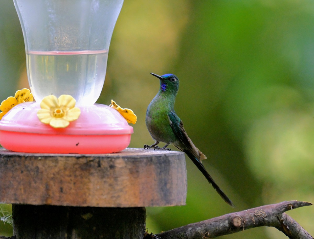 Long-tailed Sylph - ML647335660