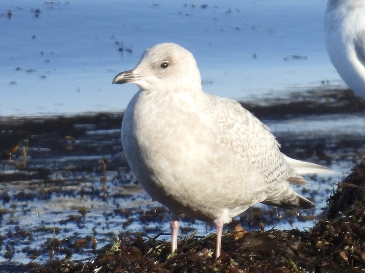 Iceland Gull - ML647335662