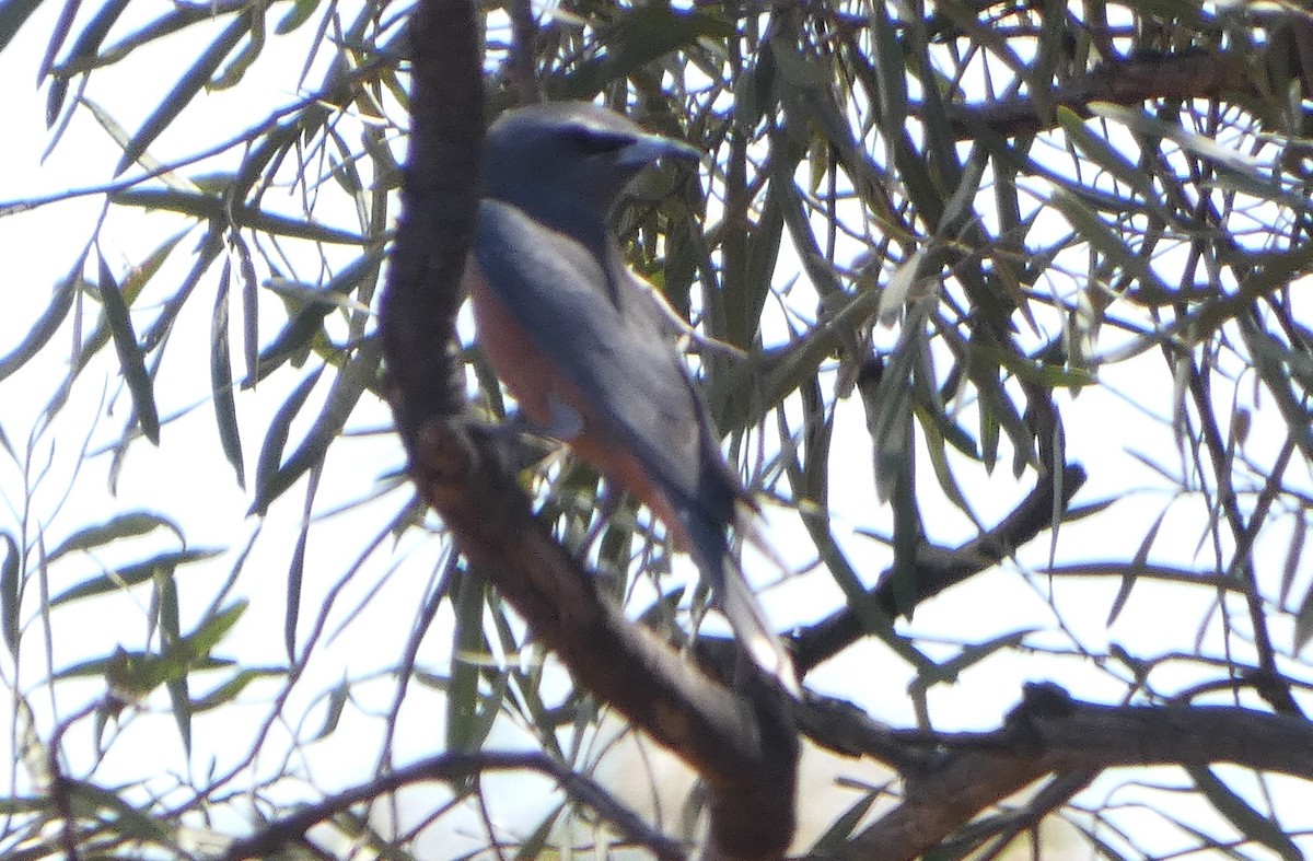 White-browed Woodswallow - ML647335665