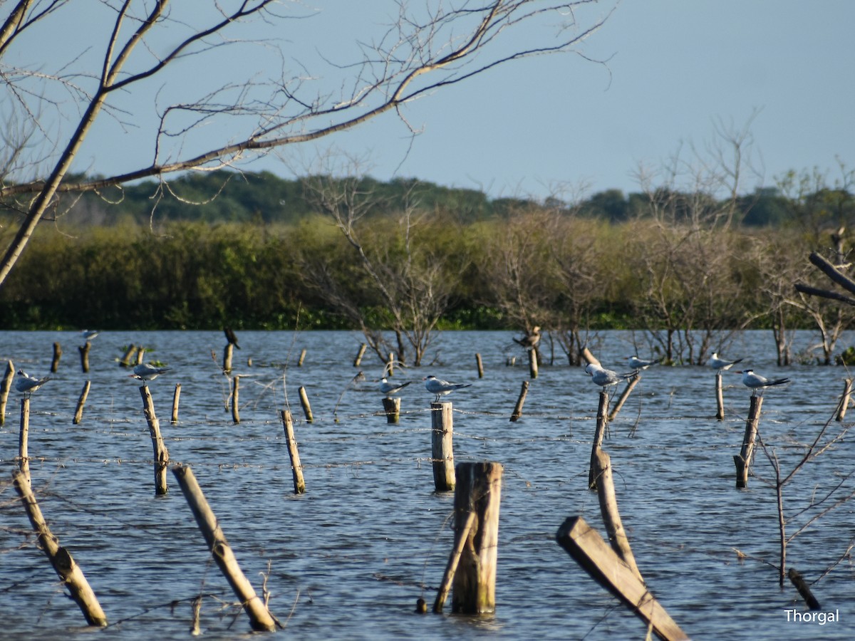 Royal Tern - ML647335666