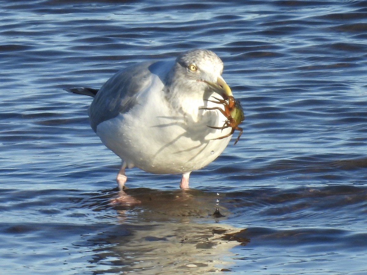 American Herring Gull - ML647335667