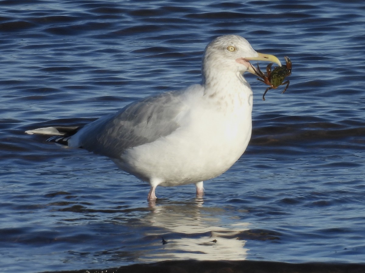 American Herring Gull - ML647335668