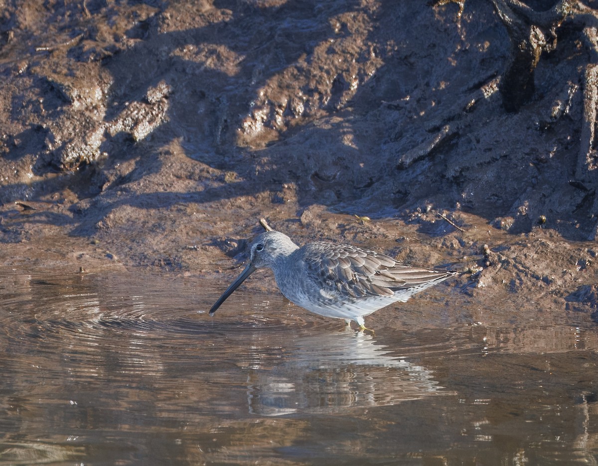 Short-billed/Long-billed Dowitcher - ML647335669