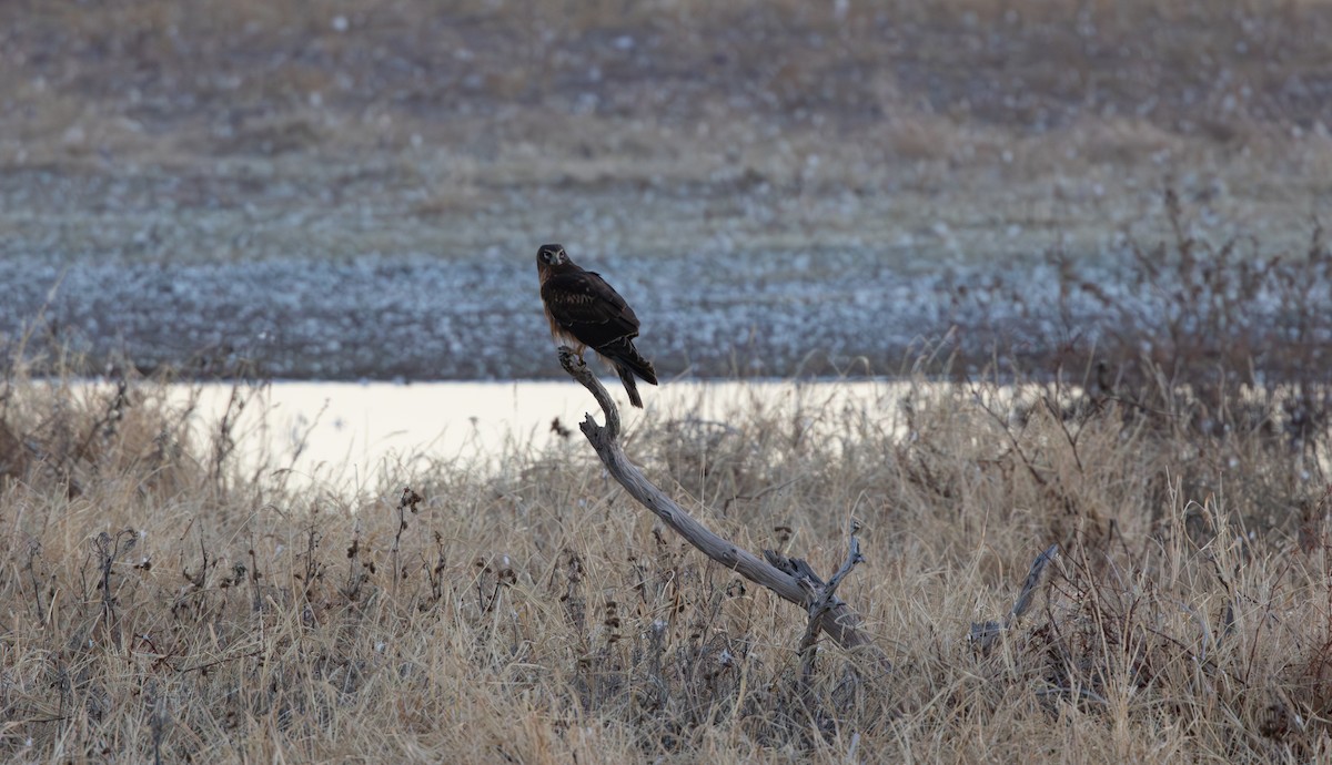 Northern Harrier - ML647335670