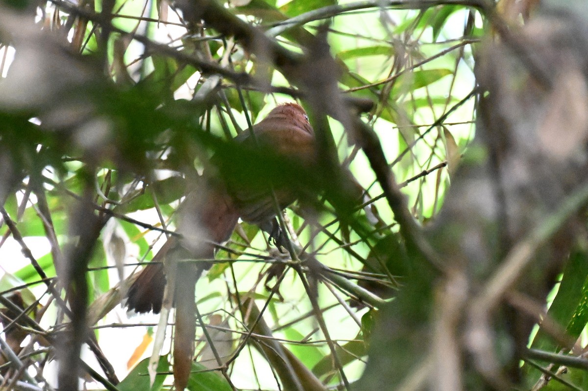 Little Cuckoo - ML647335671