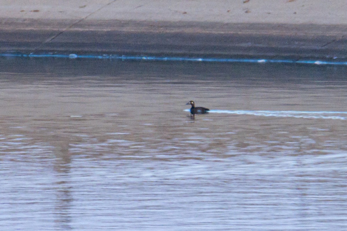 White-winged Scoter - ML647335674