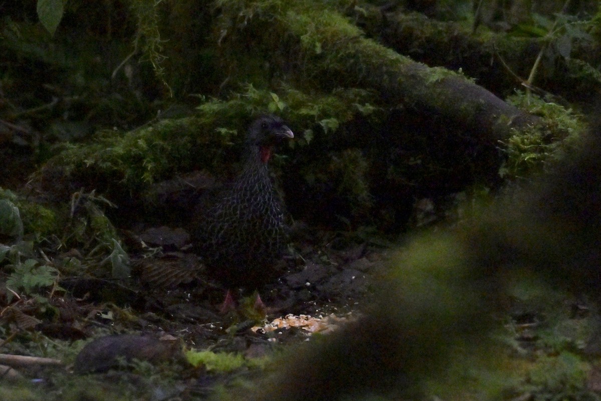 Andean Guan - ML647335677