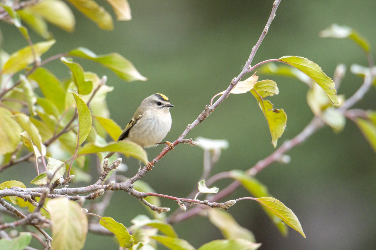Golden-crowned Kinglet - ML647335680
