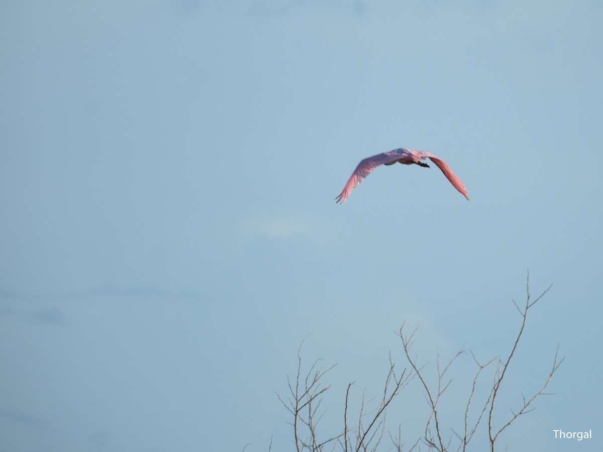 Roseate Spoonbill - ML647335681