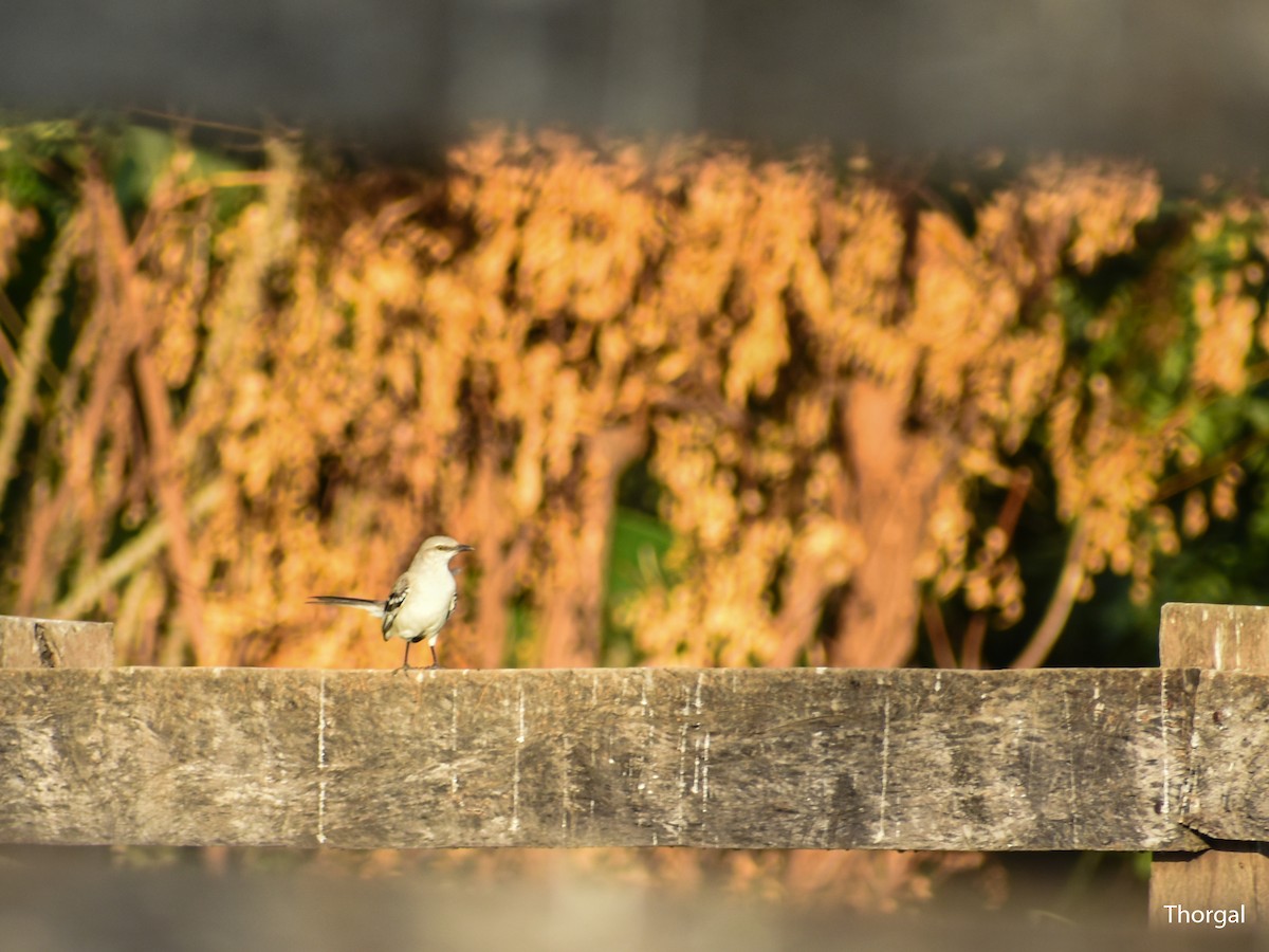 Tropical Mockingbird - ML647335688