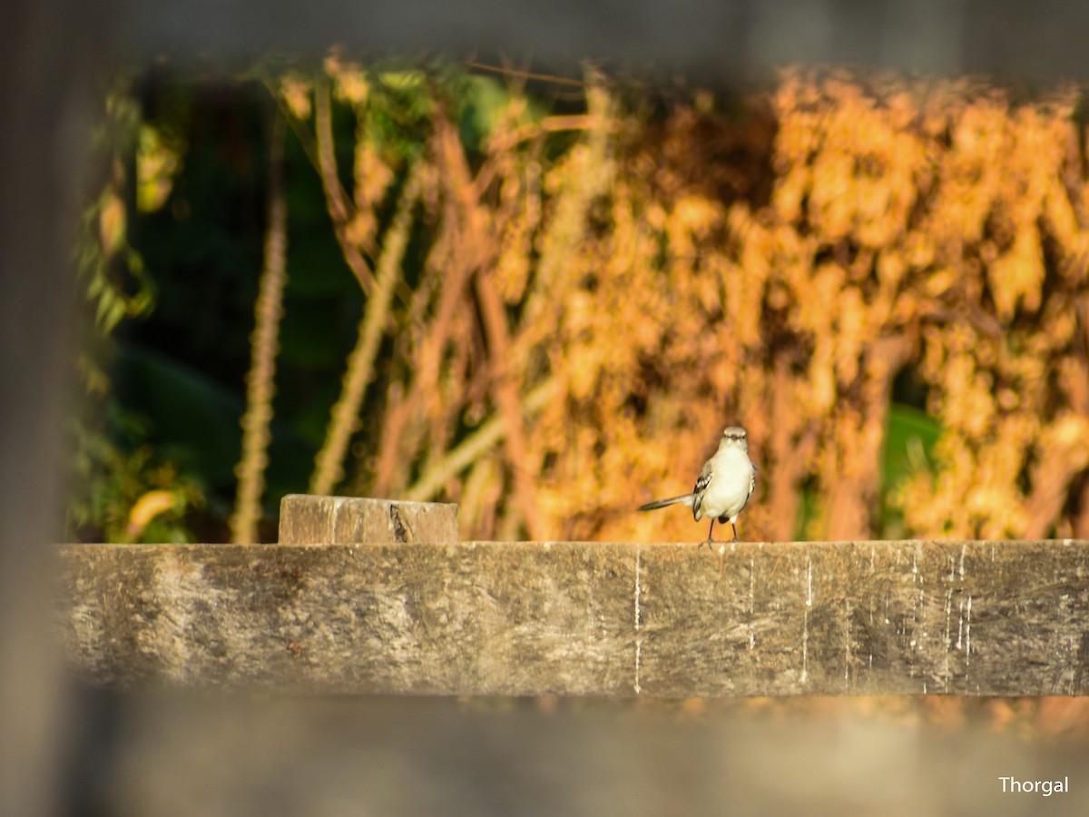 Tropical Mockingbird - ML647335689