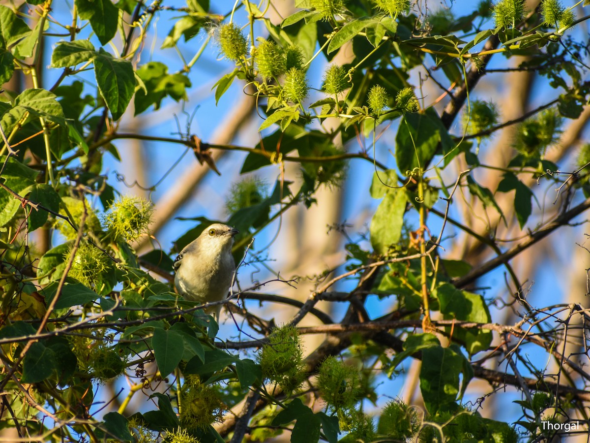 Tropical Mockingbird - ML647335690