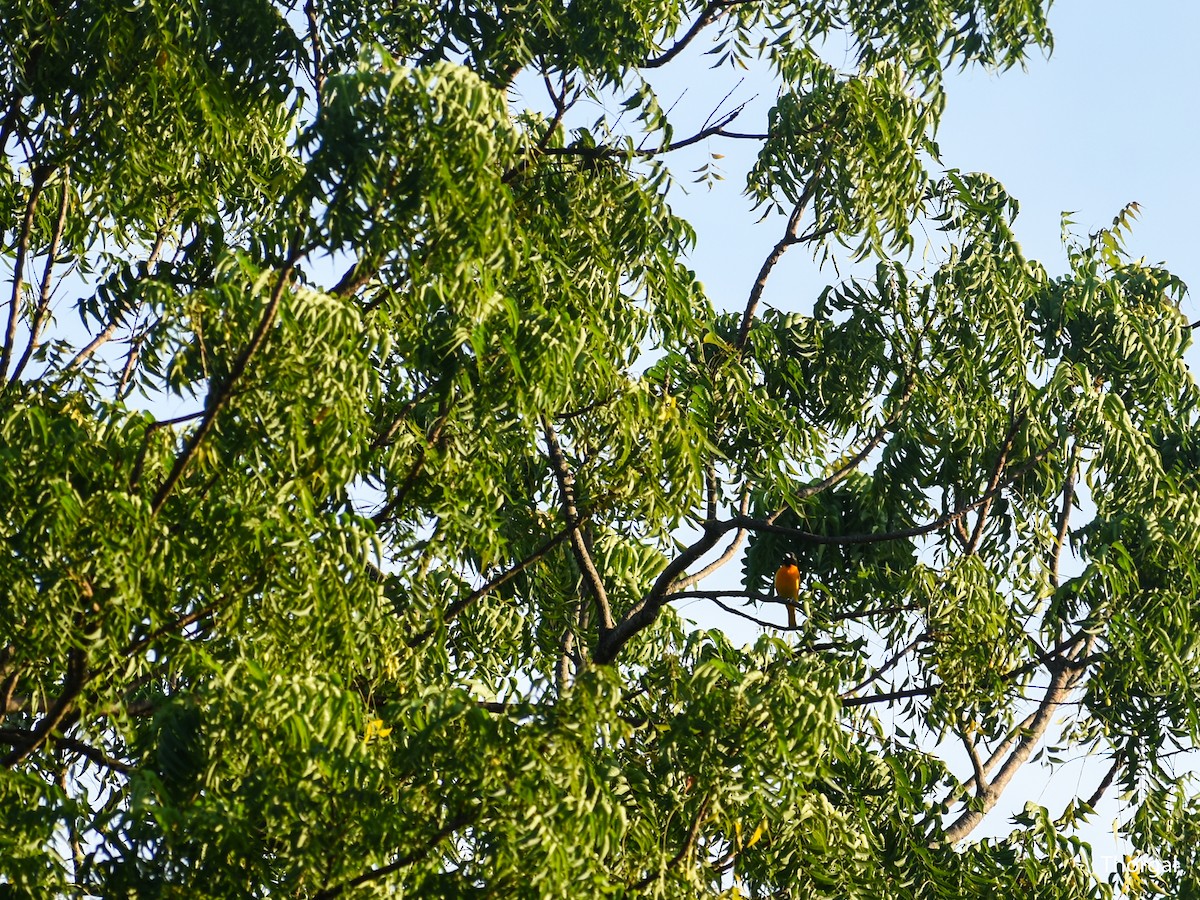 Baltimore Oriole - ML647335698