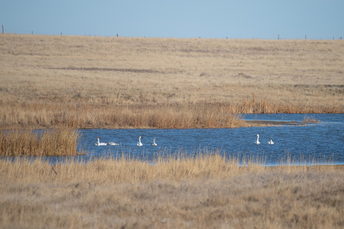 Trumpeter Swan - ML647335707