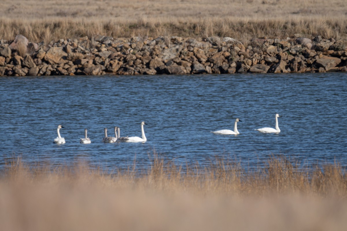 Trumpeter Swan - ML647335708
