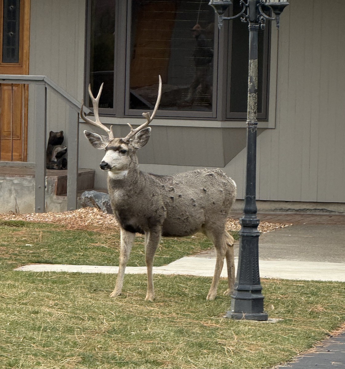 Animals - ML647335710