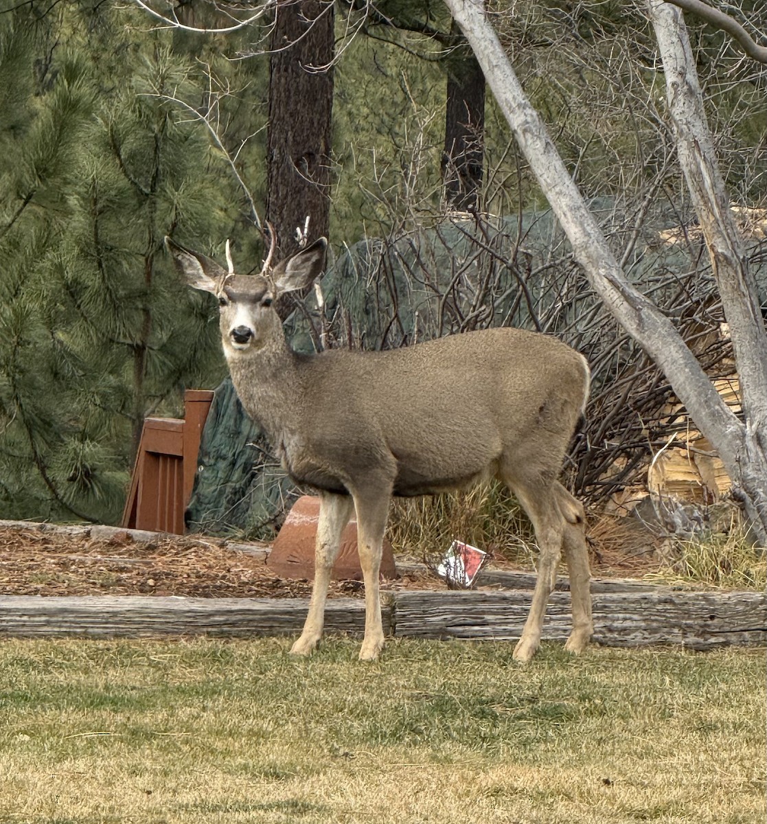 Mule Deer - ML647335711