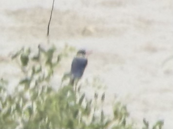 Альціон чорноголовий - ML647335715