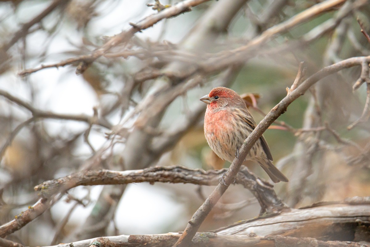 House Finch - ML647335724