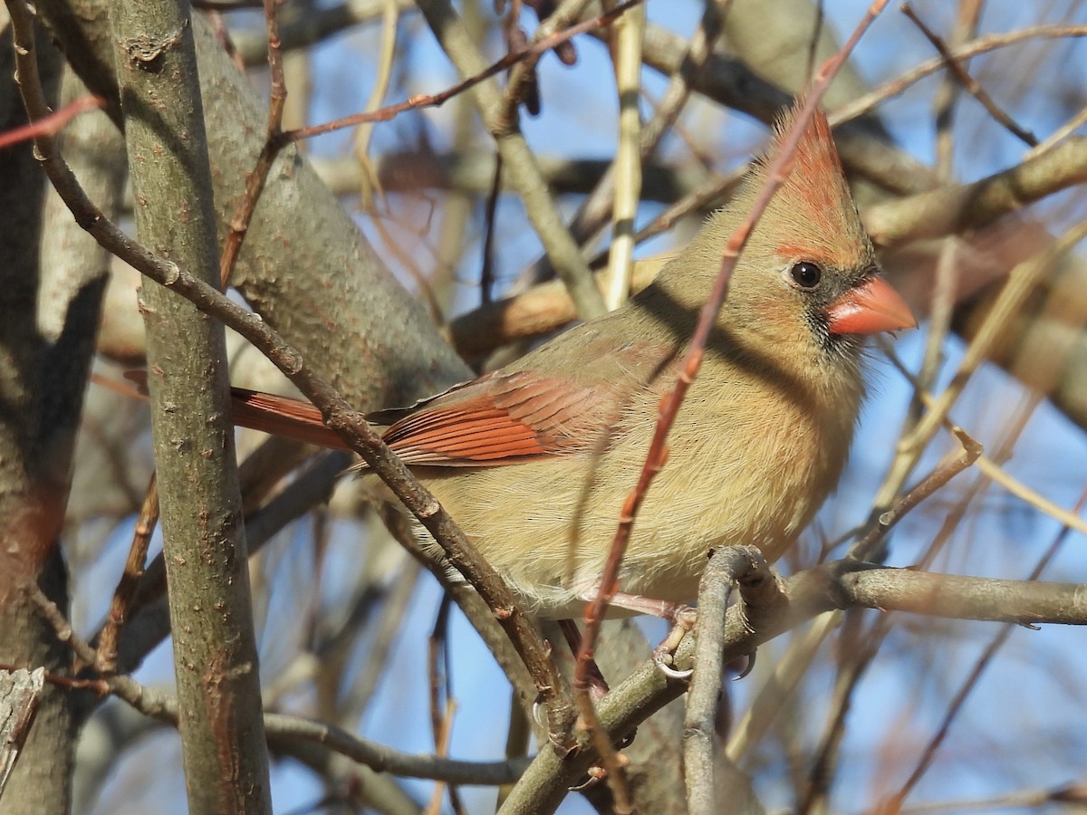 Northern Cardinal - ML647335726