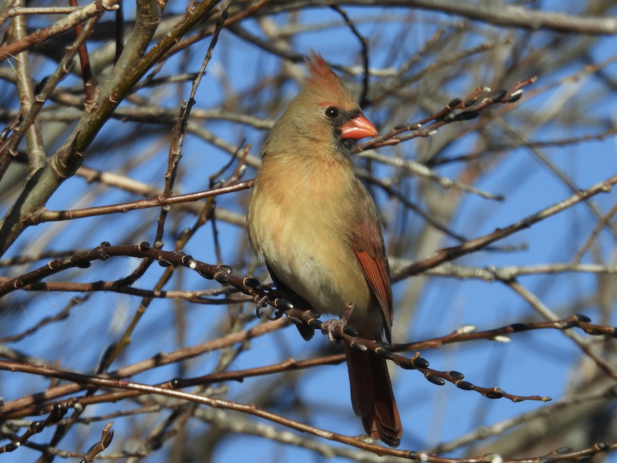 Northern Cardinal - ML647335727