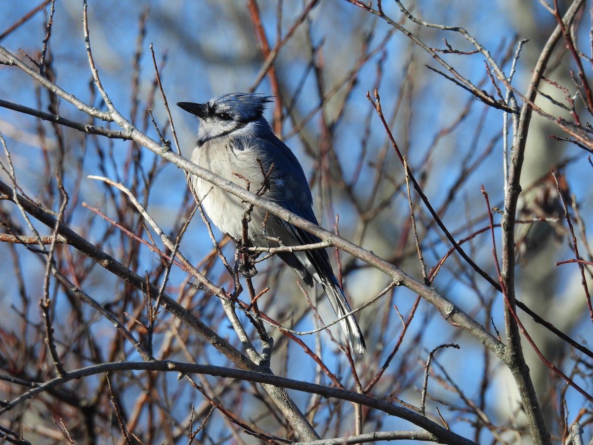 Blue Jay - ML647335734