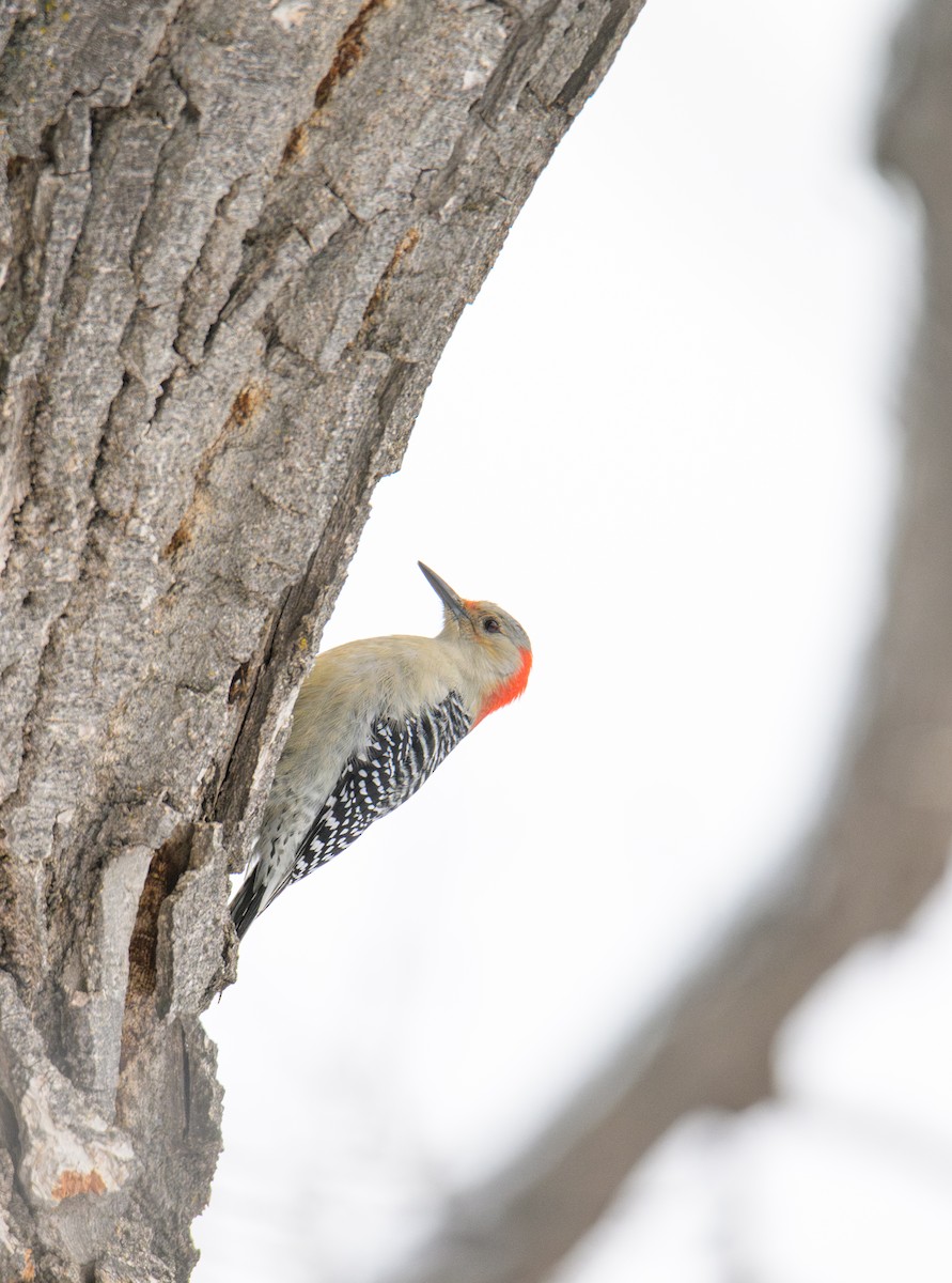 Red-bellied Woodpecker - ML647335738