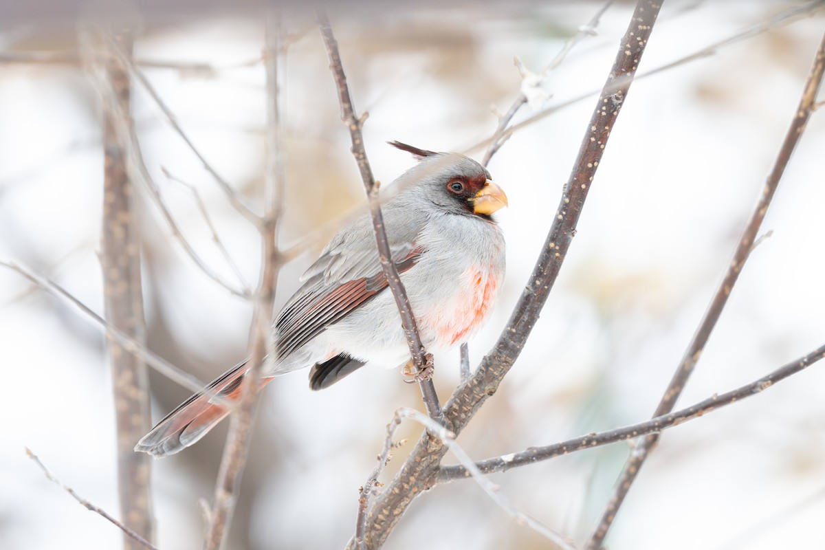 Pyrrhuloxia - ML647335747