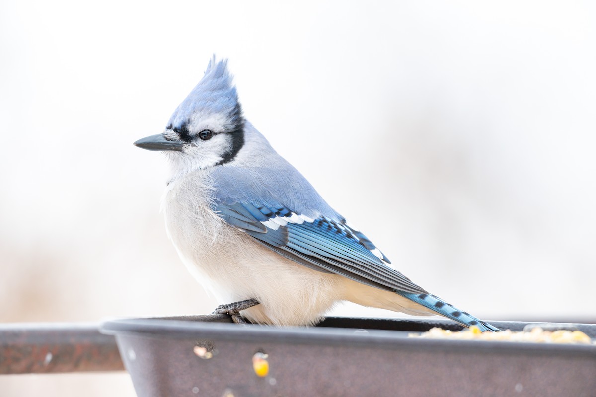 Blue Jay - ML647335748