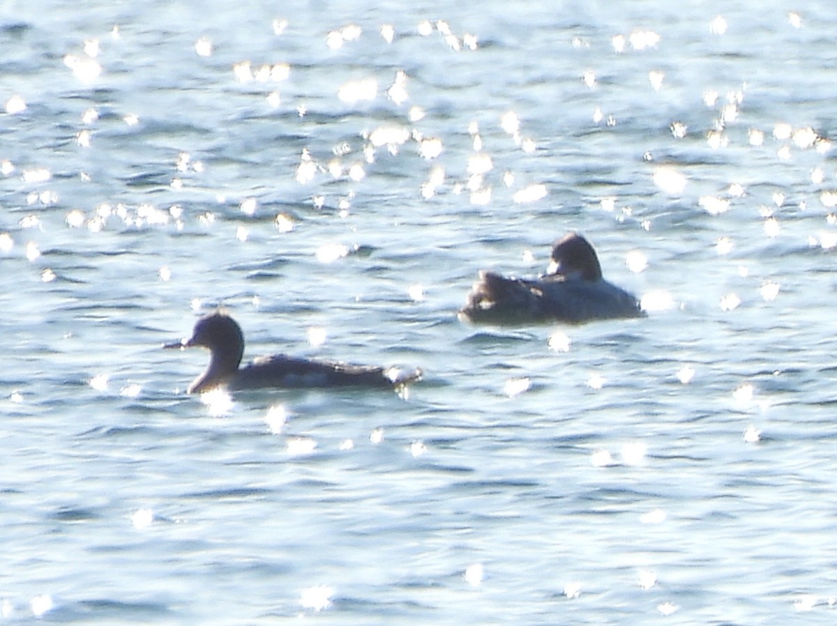 Tarakdiş - ML647335749