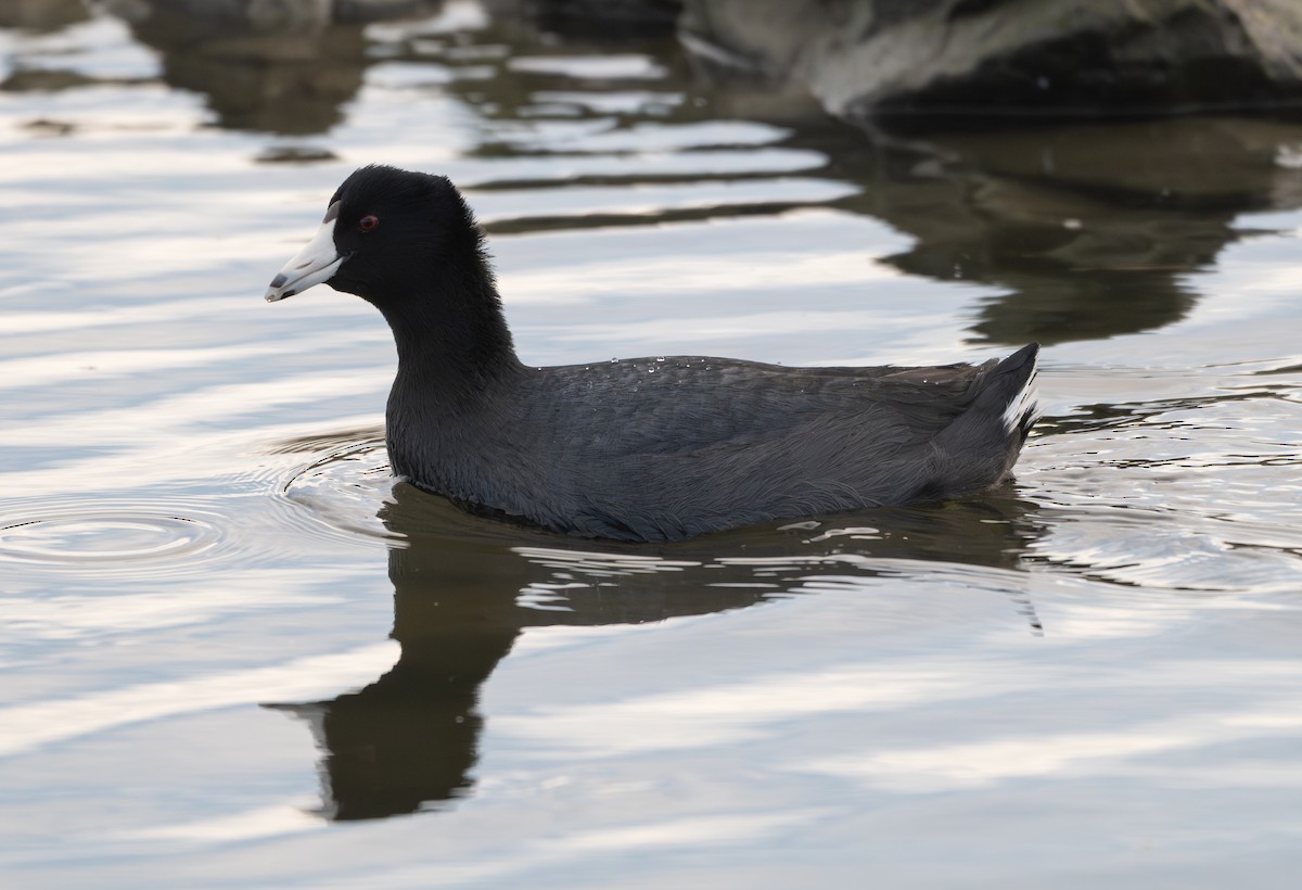 Indianerblässhuhn - ML647335751