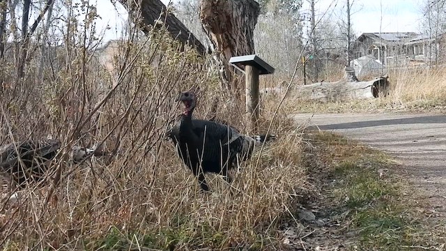 Індик великий - ML647335759