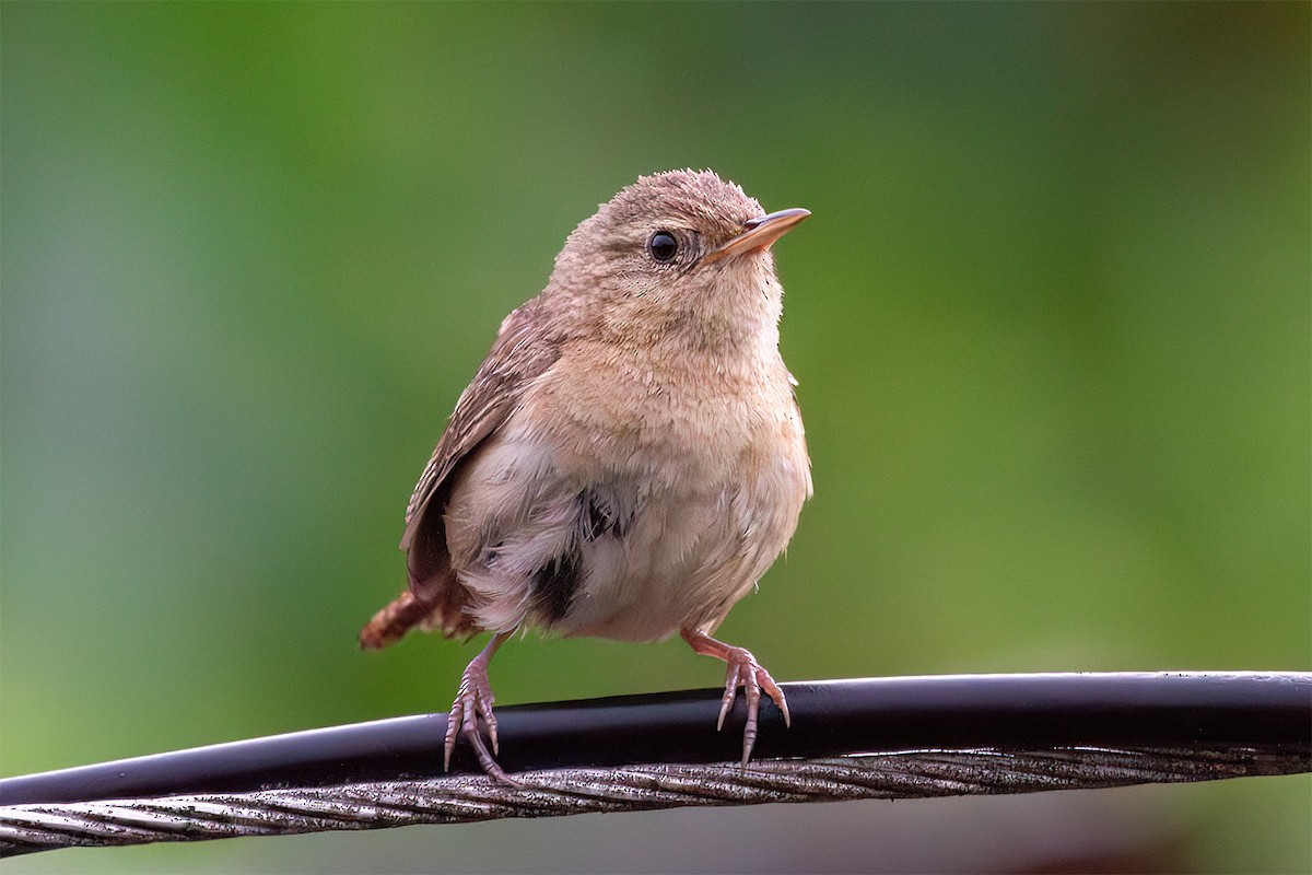 Southern House Wren - ML647335762
