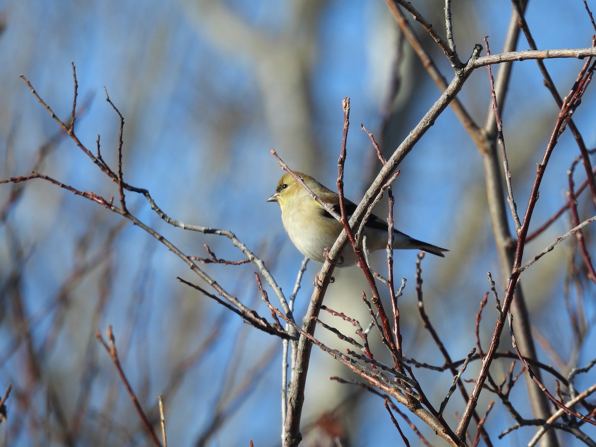 American Goldfinch - ML647335763