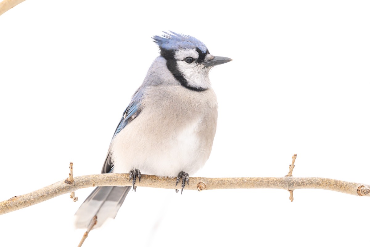 Blue Jay - ML647335767