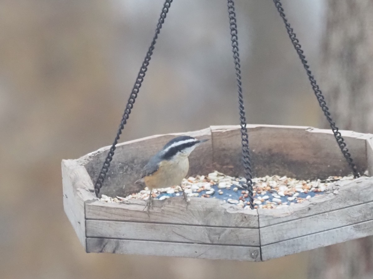 Red-breasted Nuthatch - ML647335774