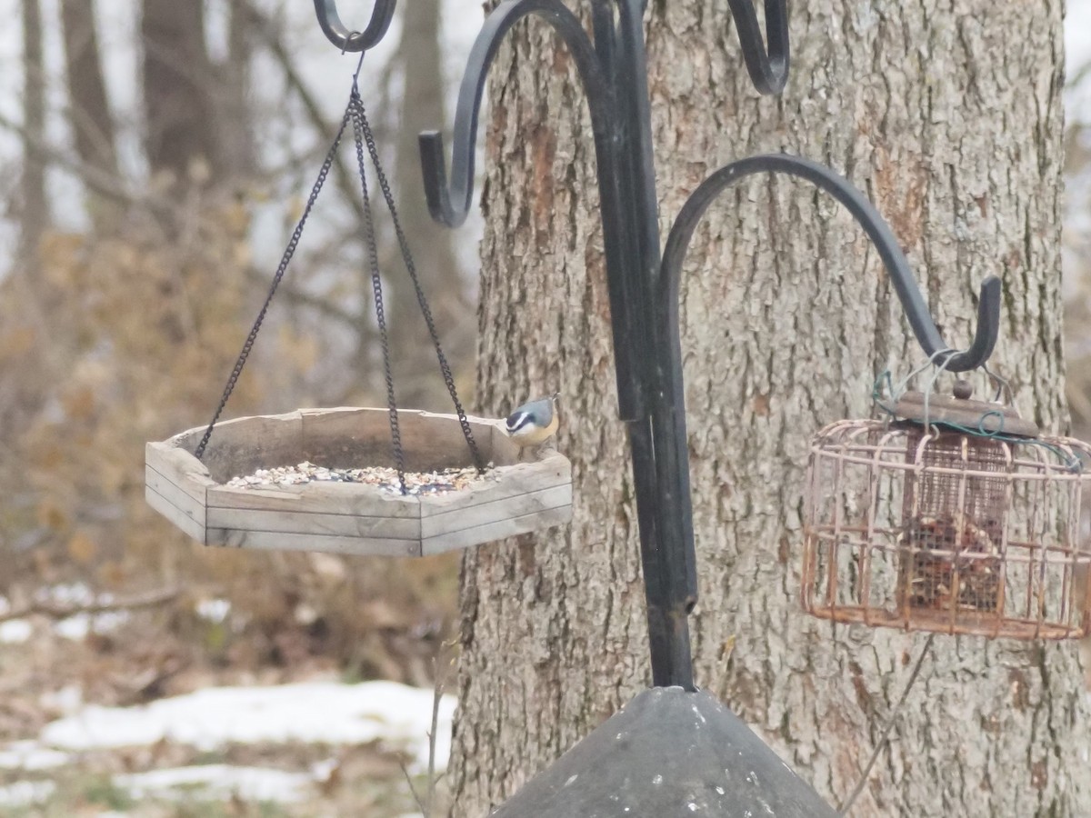 Red-breasted Nuthatch - ML647335775