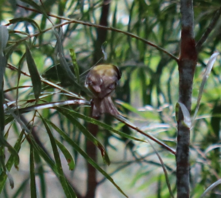 White-naped Honeyeater - ML647335779