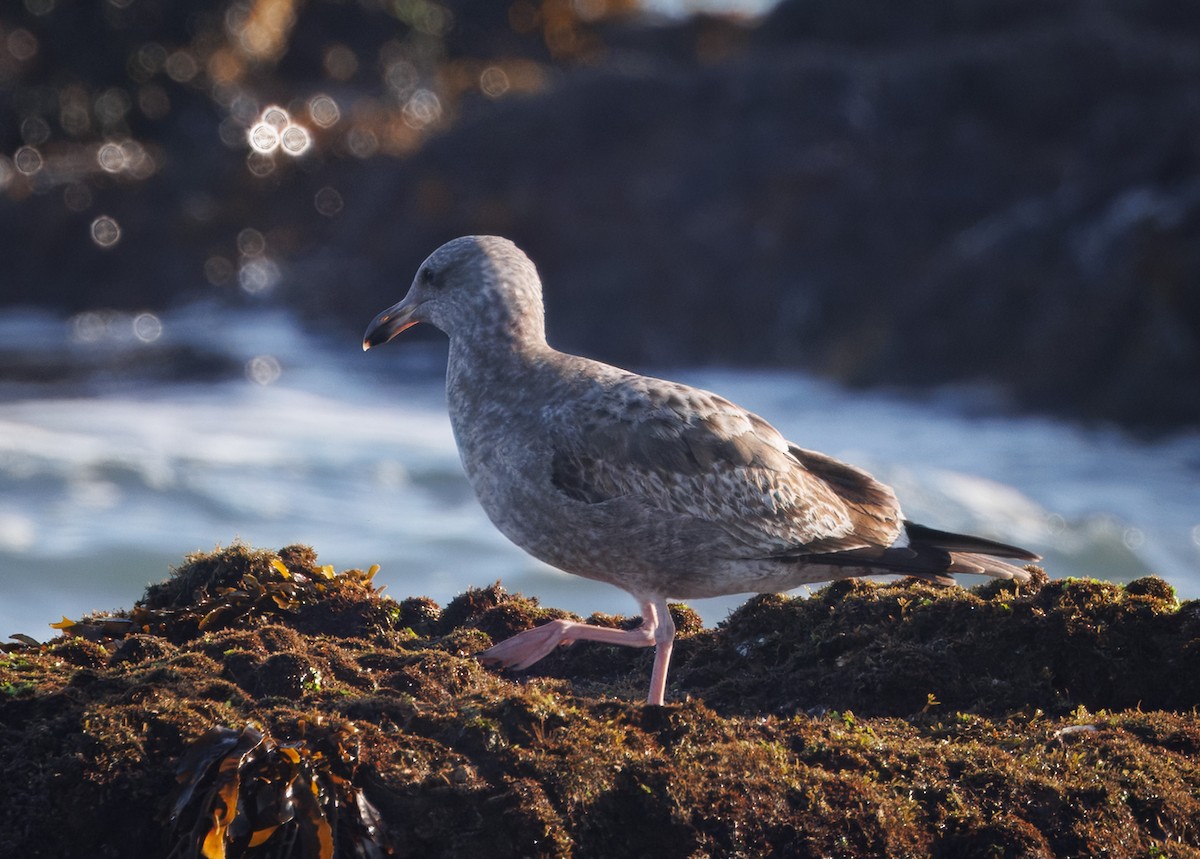 Möwe, unbestimmt - ML647335780