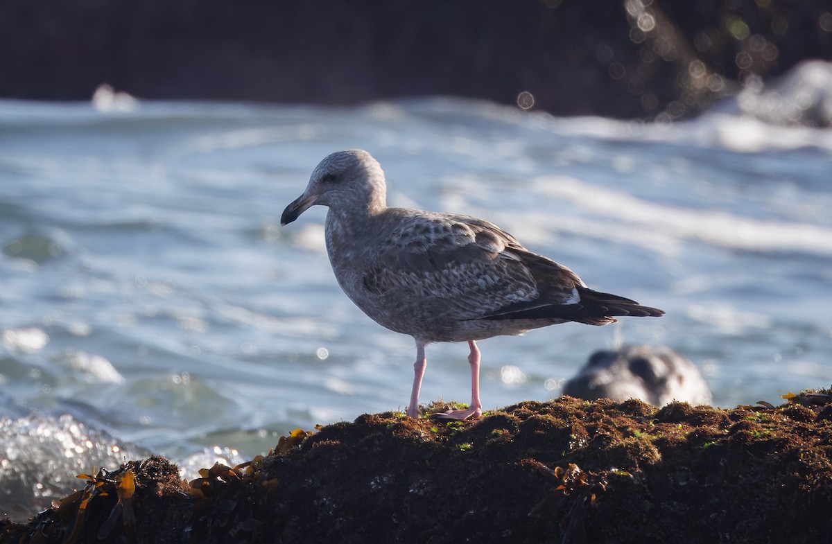 Möwe, unbestimmt - ML647335782